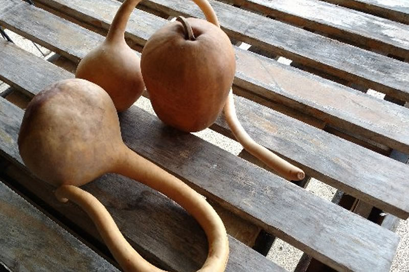 Plain Gourds 1