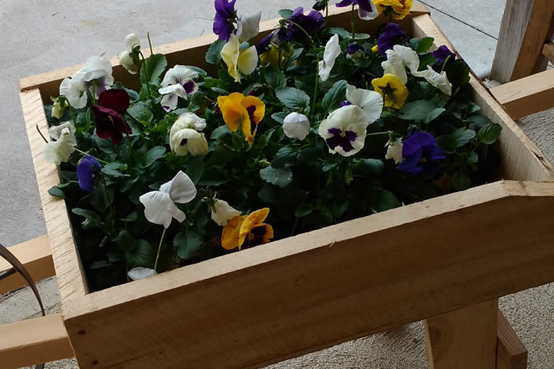 pansies